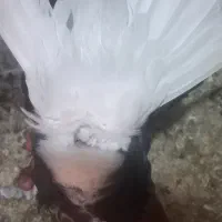 دمسفید کرمانی