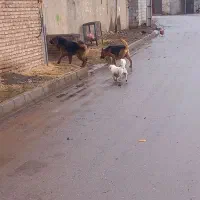 سگ ژرمن نر و ماده|سگ|اردبیل, |دیوار