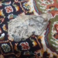 فسیل نایاب و ارزشمند وسنگ های که باارزش زیاد|کلکسیون اشیاء عتیقه|لواسان, |دیوار