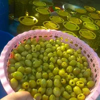 زیتون ویژه ۱۸۸