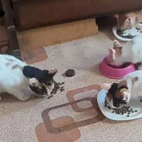 واگذاری گربه