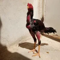 خروس لاری