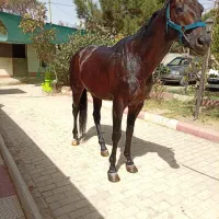 فروش نریون تروبرد|اسب و تجهیزات اسبسواری|رودهن, |دیوار