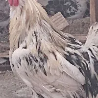 پرنده گلین|حیوانات مزرعه|قم, نیروگاه|دیوار