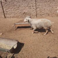 یک راس شیشک چاق