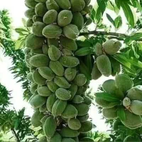 فروش انواع نهال پیوندی  اصلاح شده درسلطانیه۵۰ هزار