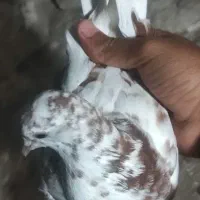 گمشده قرمز شازده قرمز چیل|پرنده|نمین, |دیوار