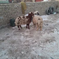 گوسفند  بره
