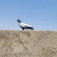 کفتر فروشی