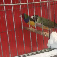 فنچ گلدین|پرنده|شیراز, شهرک گلستان شمالی|دیوار