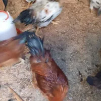 خروس محلی جوان|حیوانات مزرعه|ایوان, |دیوار