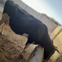 گاو شیری|حیوانات مزرعه|نیمروز, |دیوار