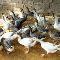 غاز محلی جوان|حیوانات مزرعه|گلوگاه بابل (گلیا), |دیوار