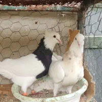 چند جفت کبوتر طوقی وصرب