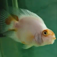 پرت کوهاکو|ماهی|شیراز, وصال|دیوار