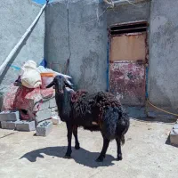 بره قوچ قره قزل