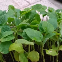 نشا گوجه.بادمجان و...