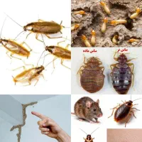 سمپاشی/تحت نظربهداشت/ تضمینی موریانه ساس/سوسک موش