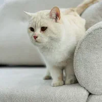 گربه اسکاتیش