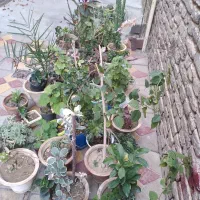 فر ش گل های متنوع|گل و گیاه طبیعی|سلماس, |دیوار