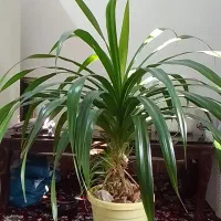 گل پاندانوس|گل و گیاه طبیعی|گلبهار, شهر جدید گلبهار|دیوار