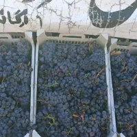 باعرض سلام ۲۰۰کیلوآنگور دیمی واسه فردایک شنبه