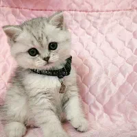 گربه های بریتیش پرشین|گربه|شیراز, درکی|دیوار