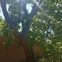 خانه باغ قدیمی نصراباد بعداز تفت واسلامیه