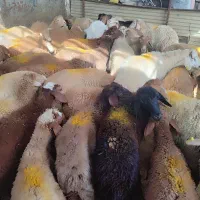 گوسفند زنده .رباط کریم .نسیم‌شهر ..پرندگلستان|حیوانات مزرعه|رباط‌کریم, رباط‌کریم|دیوار