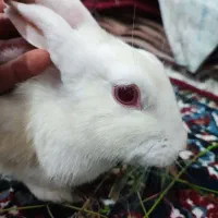 خرگوش دستی برفی