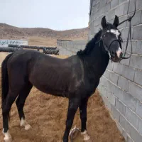 اسب|اسب و تجهیزات اسب‌سواری|لردگان, |دیوار