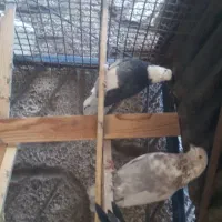 تعدادی کبوتر پرشی