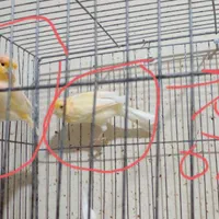 قناری نر آماده بدون قفس بخون و زیبا