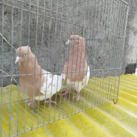 نروماده کله زرد