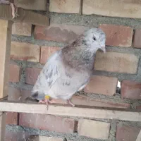 کبوتر|پرنده|محمدیار, |دیوار