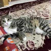 واگزاری گربه|گربه|تربت‌حیدریه, شهید قرنی|دیوار