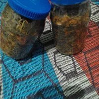 ترشی خُرفه