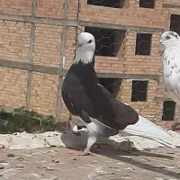 کفتر تهرانی فروشی ب شرط