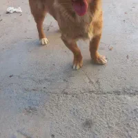 سگ پاکوتاه حرف گوش کن بازی گوش|سگ|آشخانه, |دیوار