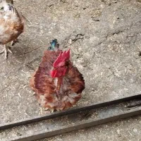 مرغ و خروس محلی قیمت مناسب
