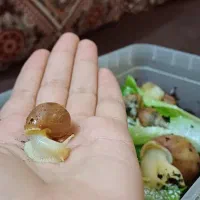 حلزون آچاتینا/حیوان خانگی خاص و بی‌صدا