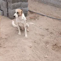 سگ گله|سگ|ماهان, |دیوار