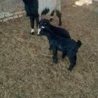 بز دوقلو باکهره دوقلو|حیوانات مزرعه|مرودشت, ده بید|دیوار