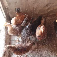 نیمچه مرغ و خروس
