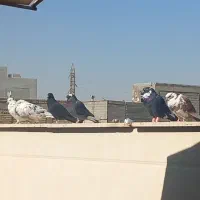 کفتر پرشی|پرنده|قم, محمد آباد|دیوار