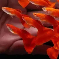 گوپی فول رد