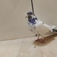 نر کله دم سبز