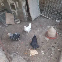 مرغ گلین و مرندی ۳عدد باهم|حیوانات مزرعه|هشتگرد, خور|دیوار