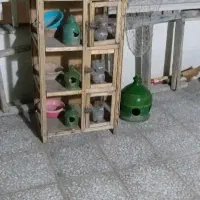 جفت کنی و آبدونی کفتر