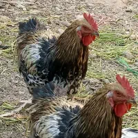 یک جفت خروس شکل هم ، درشت،۱۶۰۰